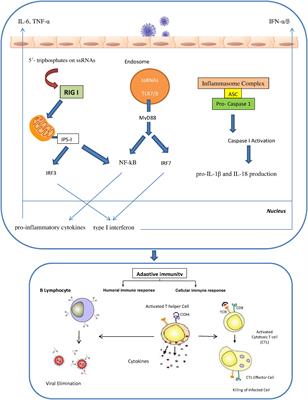 Immune Responses to Influenza Virus and Its Correlation to Age and Inherited Factors